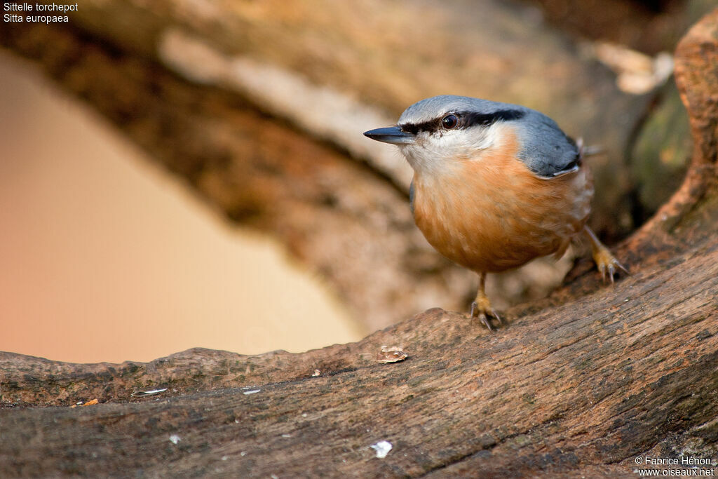 Eurasian Nuthatchadult