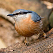 Eurasian Nuthatch