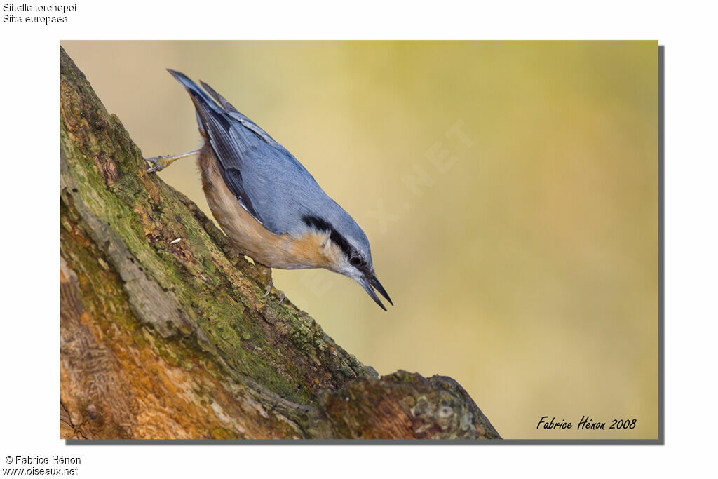 Eurasian Nuthatch