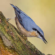 Eurasian Nuthatch