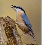 Eurasian Nuthatch
