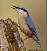 Eurasian Nuthatch