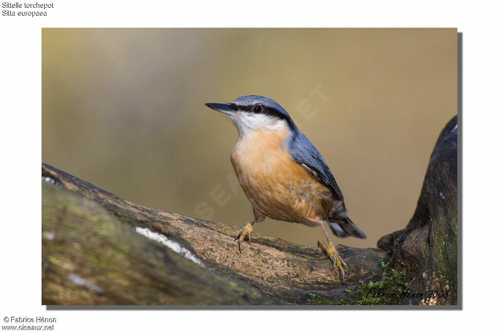 Eurasian Nuthatch