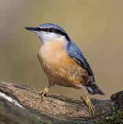 Eurasian Nuthatch