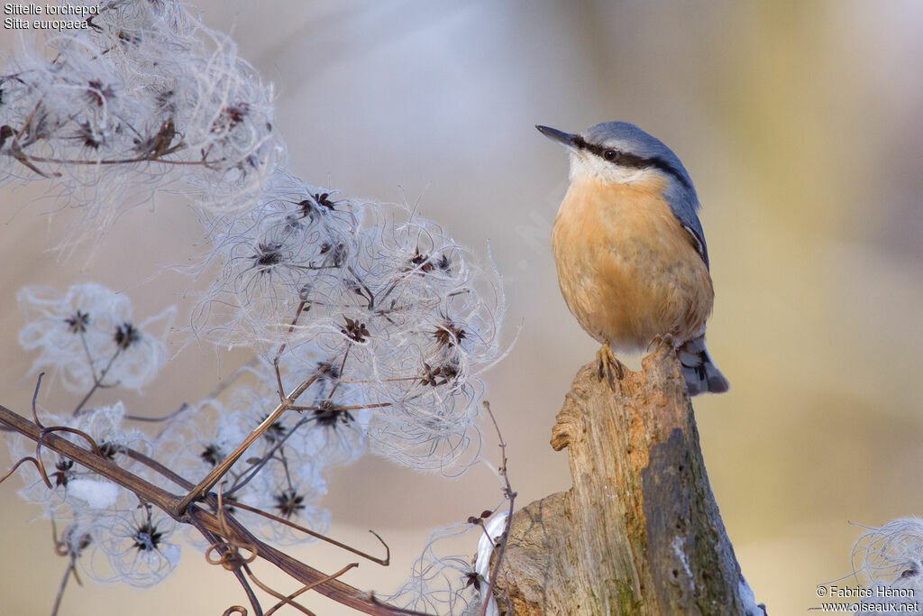 Eurasian Nuthatchadult, identification