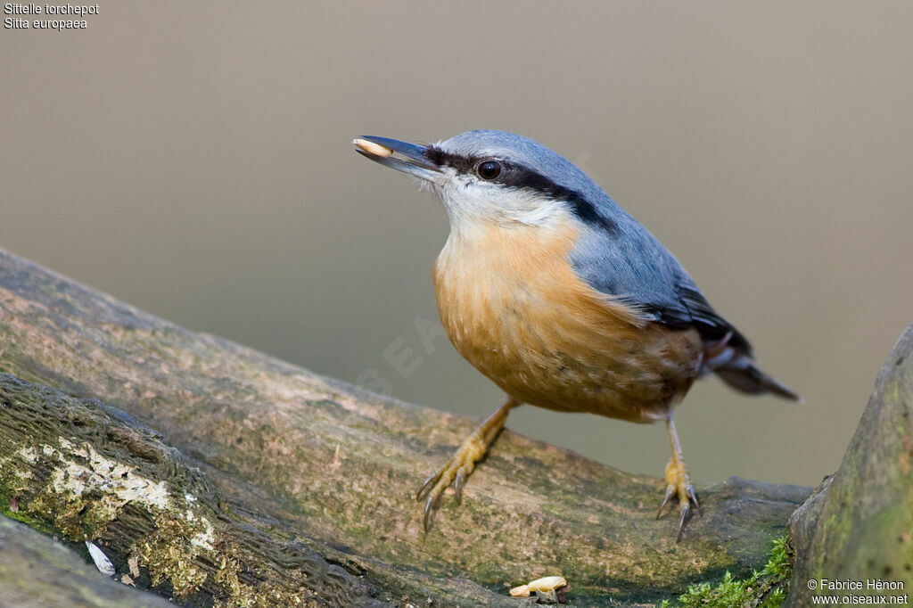 Eurasian Nuthatchadult, identification