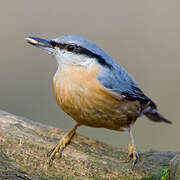 Eurasian Nuthatch