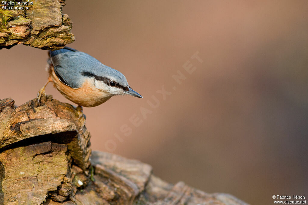 Eurasian Nuthatchadult