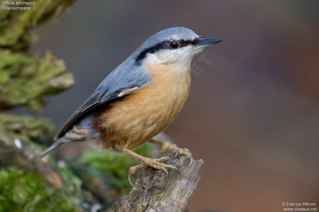 Eurasian Nuthatchadult, identification