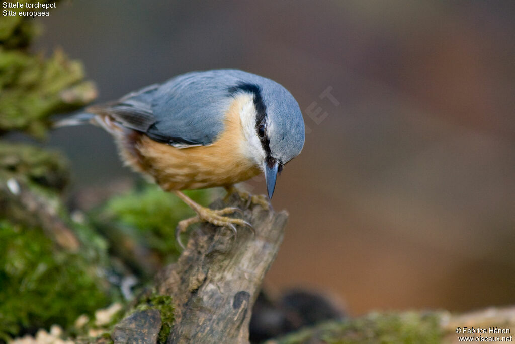 Eurasian Nuthatchadult, identification