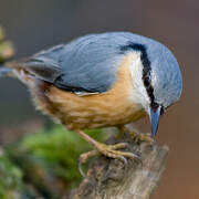 Eurasian Nuthatch