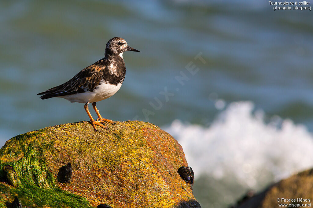 Tournepierre à collieradulte, identification