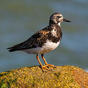 Ruddy Turnstone