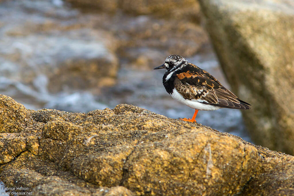 Tournepierre à collieradulte transition, identification