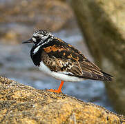 Ruddy Turnstone