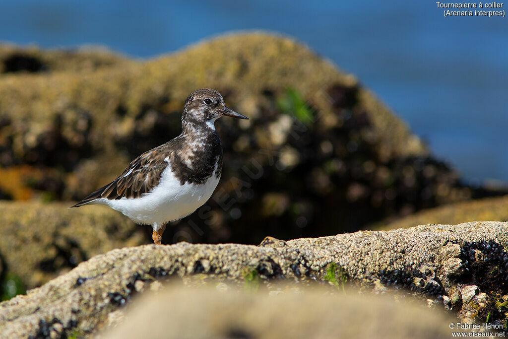 Ruddy Turnstone, identification