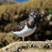 Ruddy Turnstone