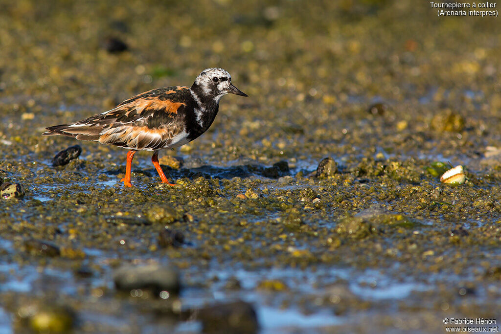 Tournepierre à collieradulte, identification