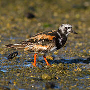 Ruddy Turnstone