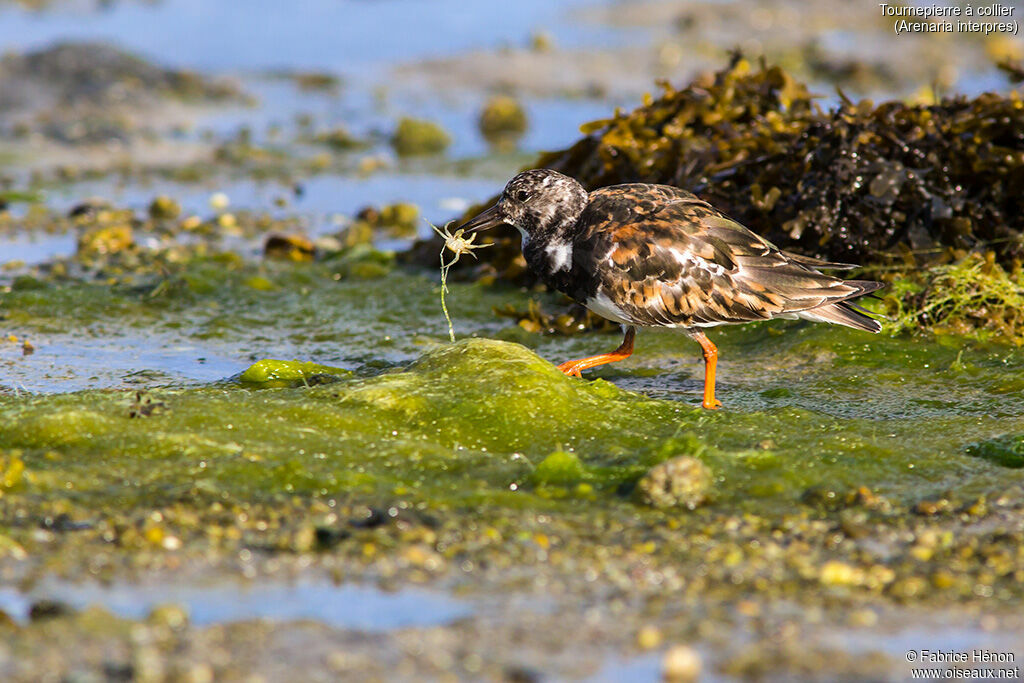 Ruddy Turnstoneadult, identification