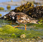 Ruddy Turnstone