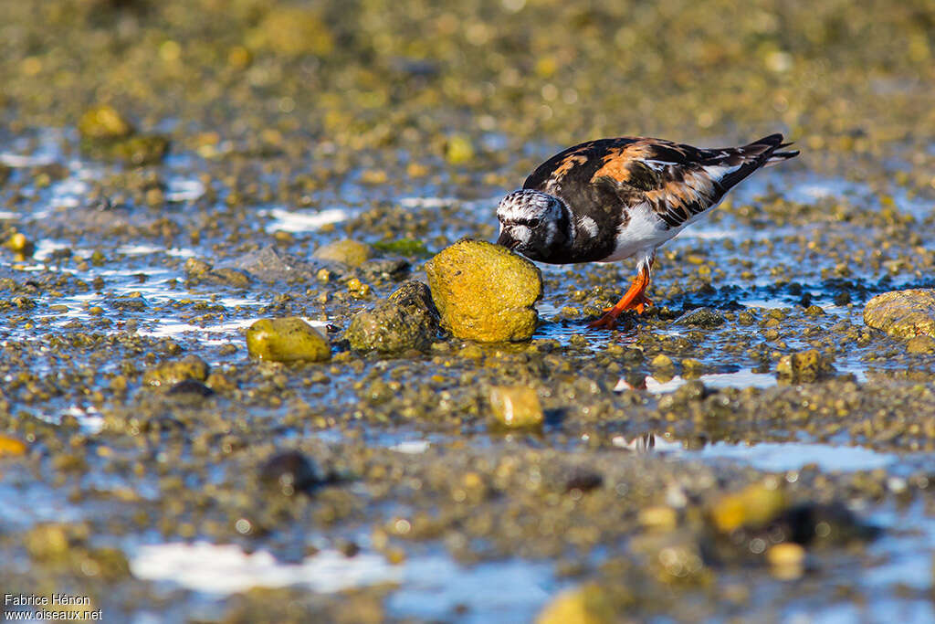 Ruddy Turnstoneadult, fishing/hunting, Behaviour