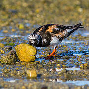 Ruddy Turnstone