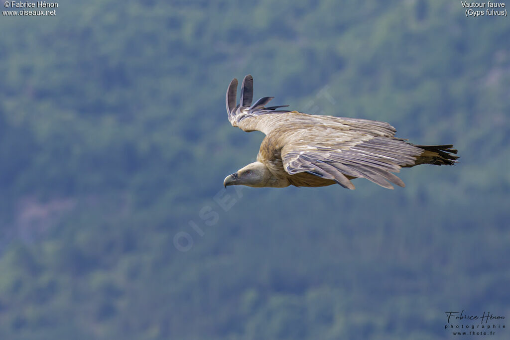 Vautour fauve