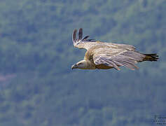 Vautour fauve