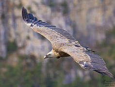 Griffon Vulture