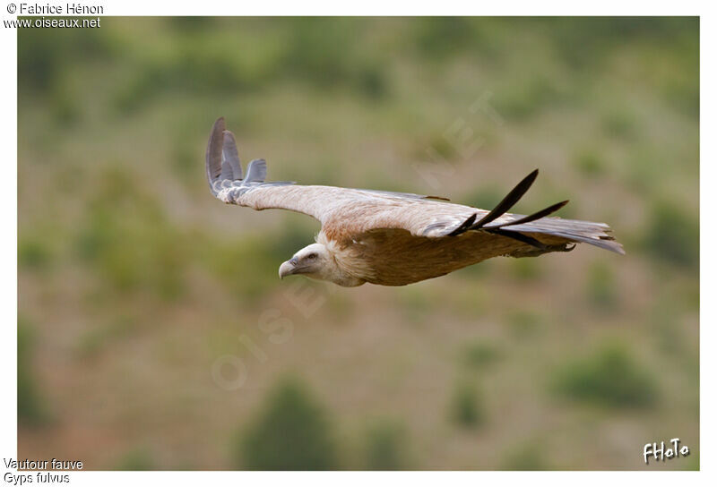 Griffon Vultureadult, Flight