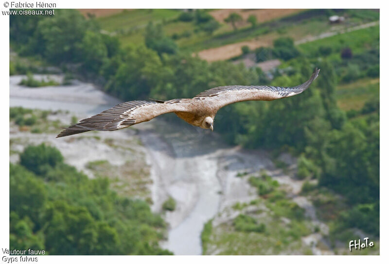 Vautour fauve