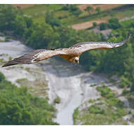 Griffon Vulture