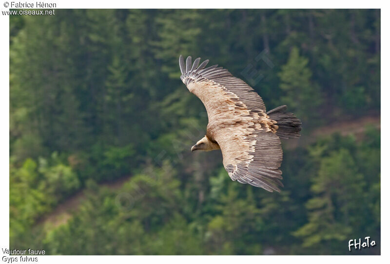 Griffon Vulture