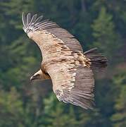 Griffon Vulture