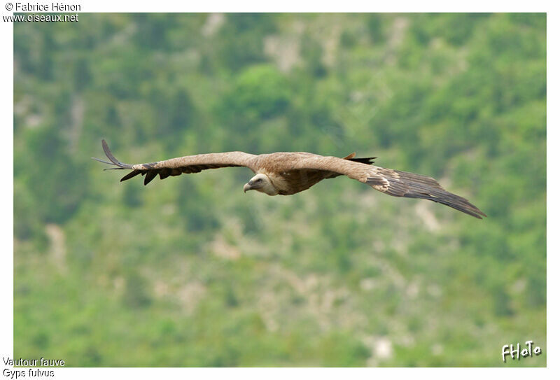 Griffon Vulture