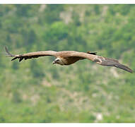 Vautour fauve