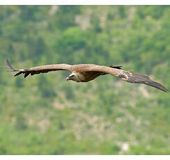 Vautour fauve