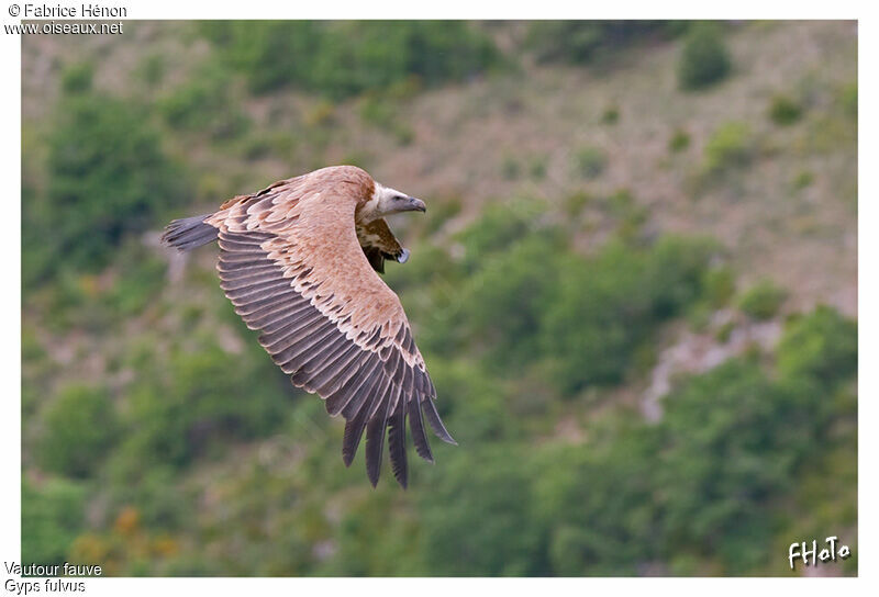 Griffon Vulture