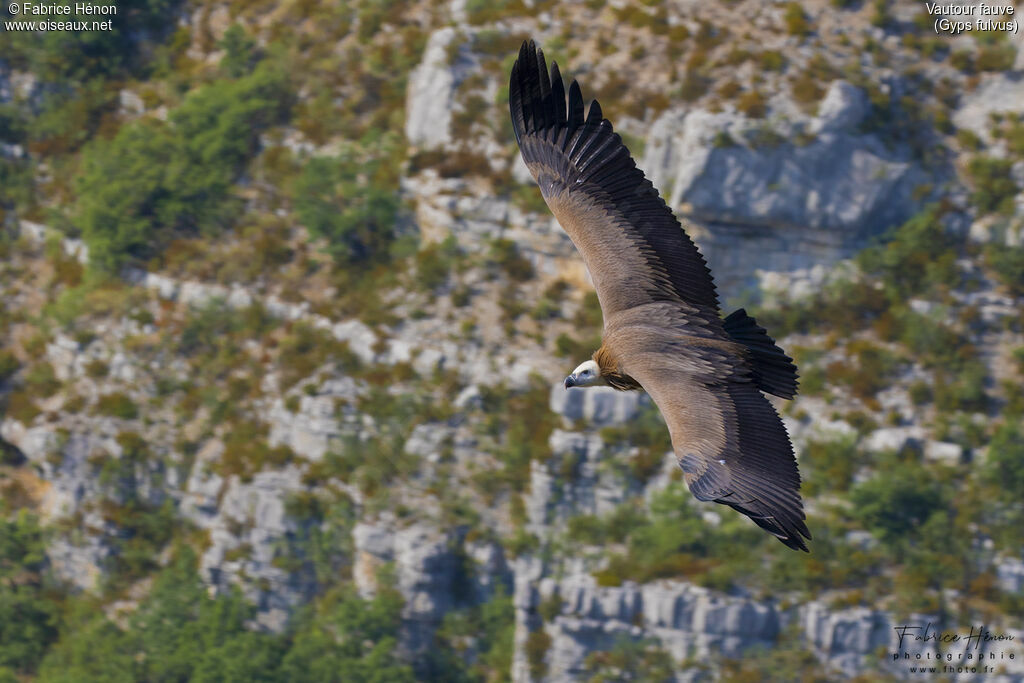 Vautour fauve, Vol