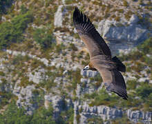 Griffon Vulture