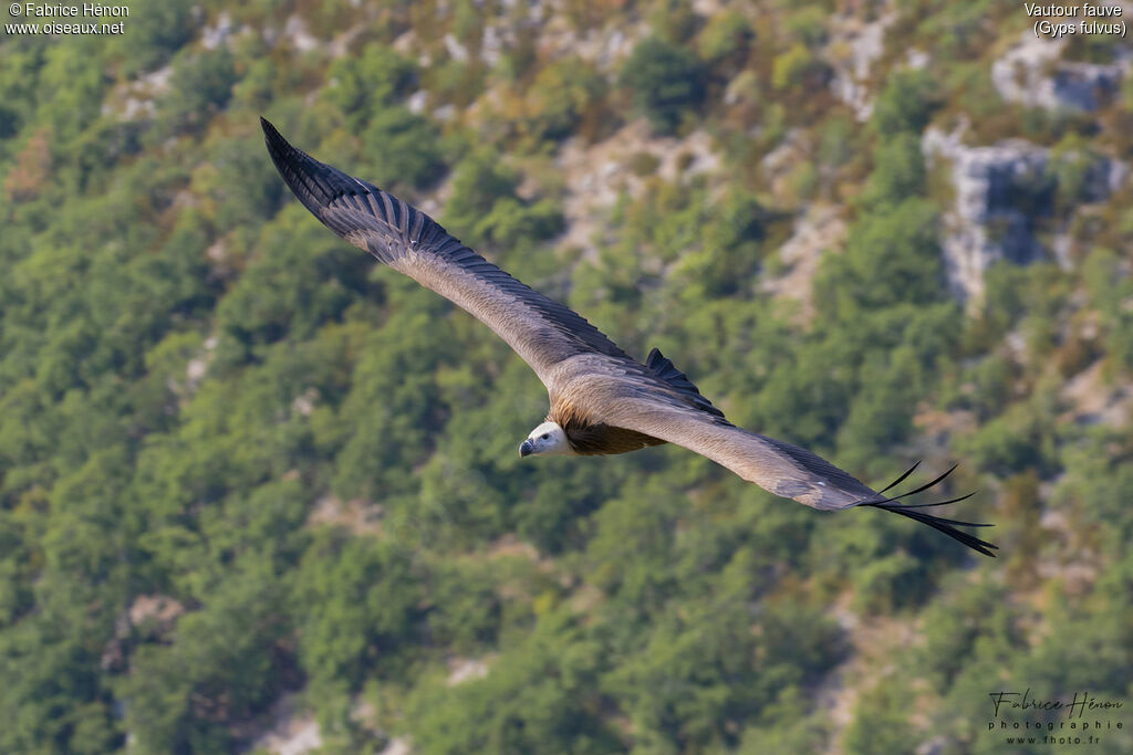 Vautour fauve, Vol