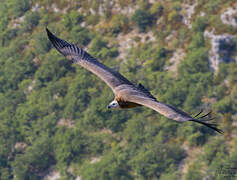 Griffon Vulture