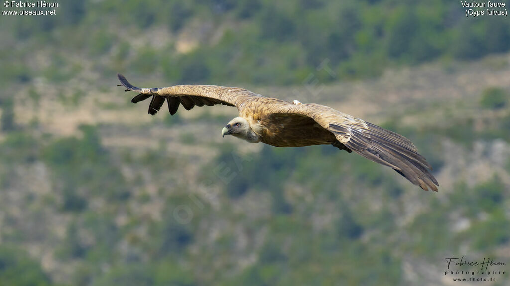 Vautour fauve