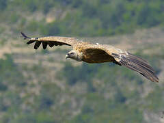 Griffon Vulture