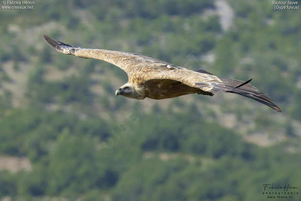 Vautour fauve