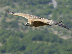 Griffon Vulture