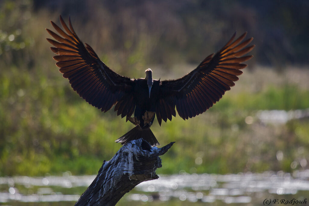 African Darter