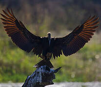 African Darter