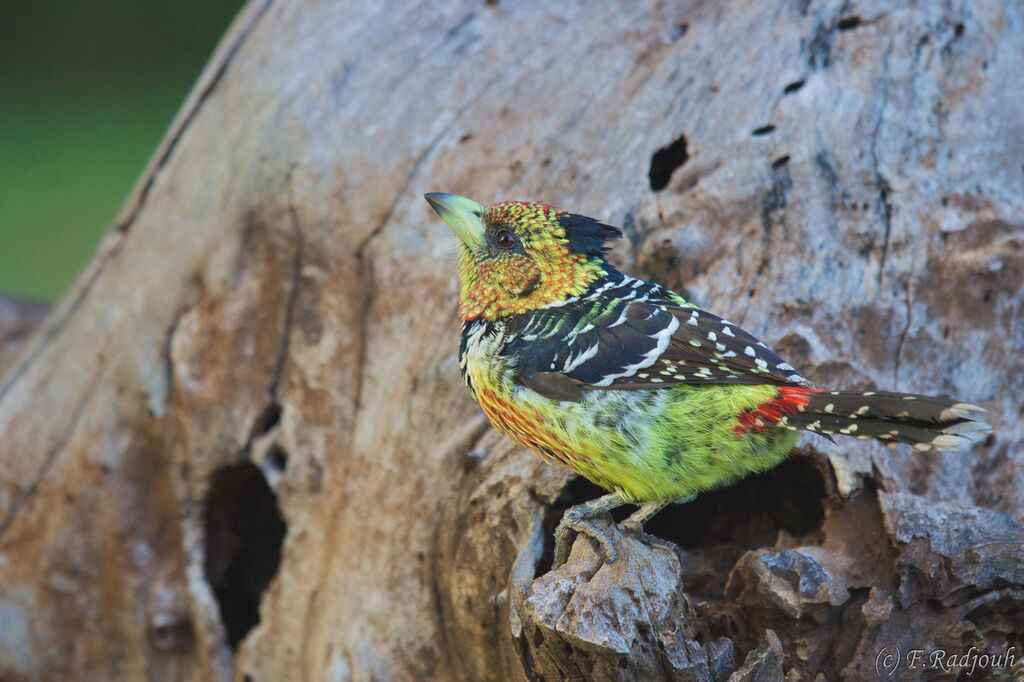 Crested Barbet